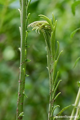Developing fertile frond